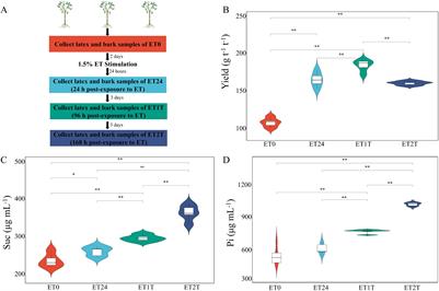 Integrative analysis of transcriptome and metabolome reveals how ethylene increases natural rubber yield in Hevea brasiliensis